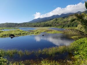 WaiheeWetlands