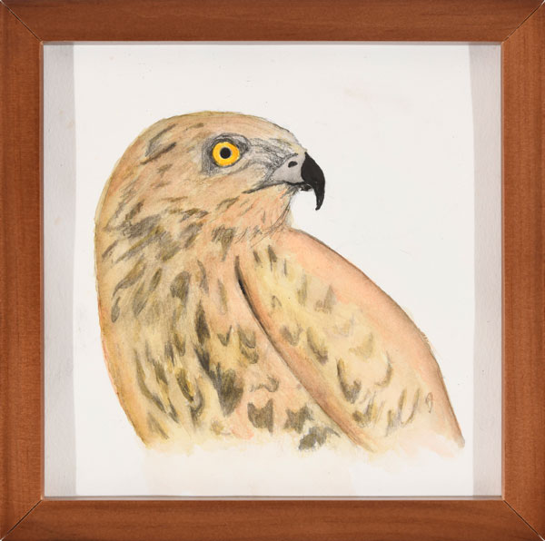 hawk portrait