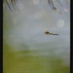Charlene Yoshizu &ndash; Darner Dreamscape