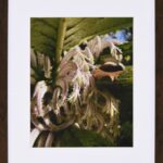Duke Del Beato III &ndash; Kāhili Mālamalama