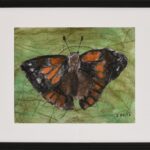 Izzie Barsamian &ndash; Blackie the Butterfly