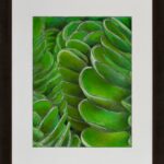 James J Knoeppel &ndash; &lsquo;Ihi-Portulaca molokiniensis