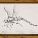 Kaname Morihiro &ndash; The Unique Pinao Dragonfly