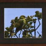 Peyton Stritof &ndash; The ʻAmakihi in Bloom