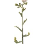 Rachel &lsquo;ihilani Berman &ndash; soft kala